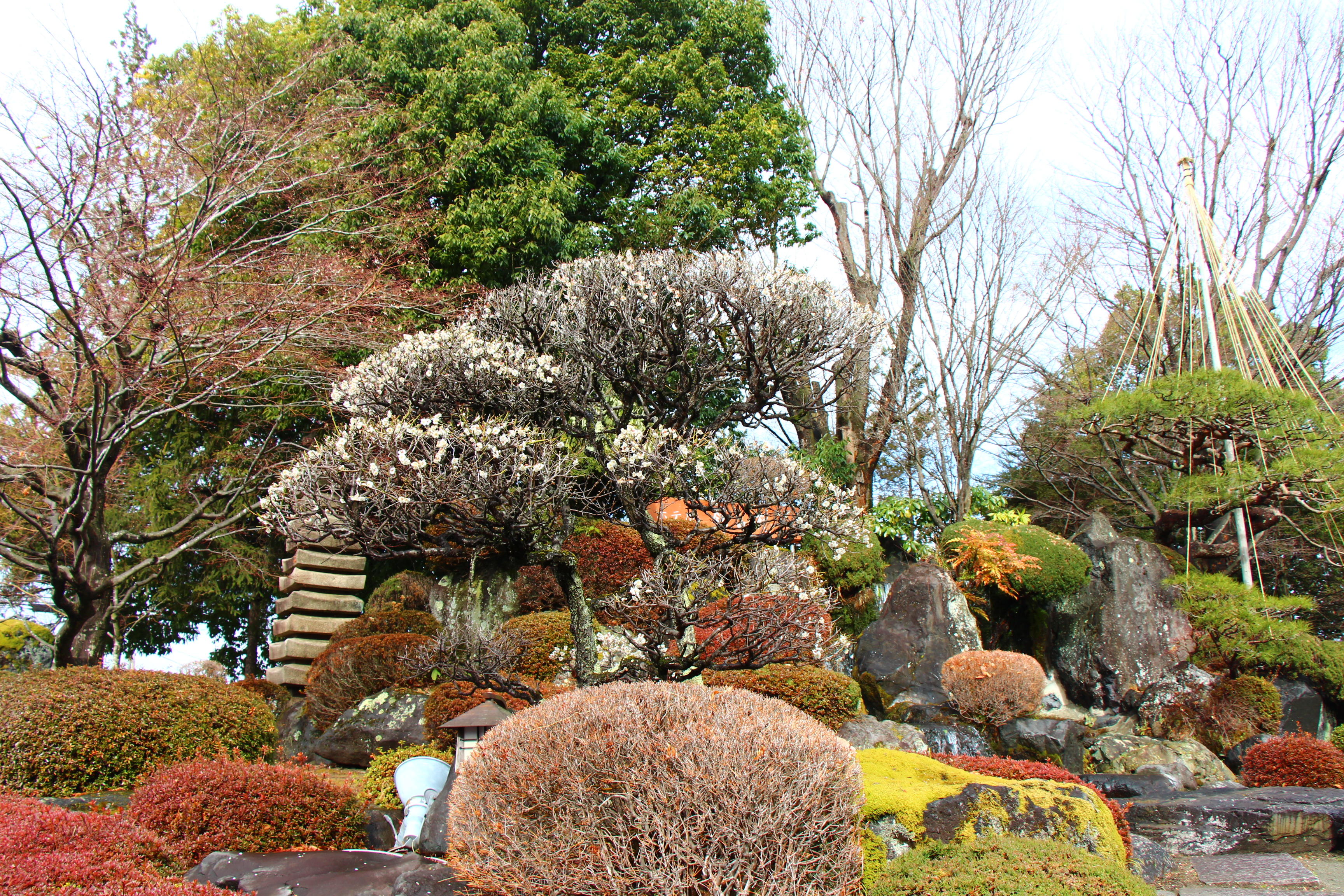 2026年庭園の梅・桜開花情報№5｜新着情報｜富士山の見える温泉旅館